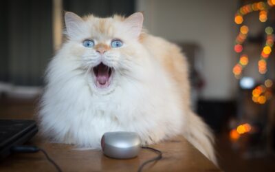 What Do Great Sales Leaders and Cats Have in Common? (Part 4 of 4)