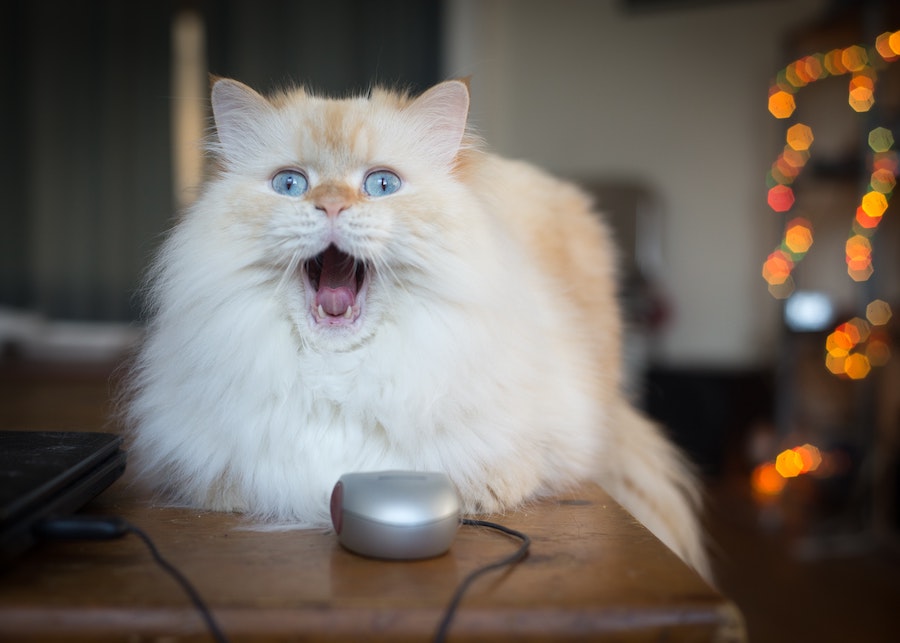 What Do Great Sales Leaders and Cats Have in Common? (Part 4 of 4)